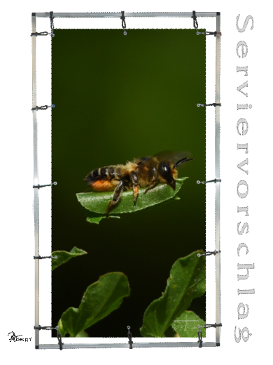 Plane/Banner BLATTSCHNEIDERBIENE [GEBRAUCHT]