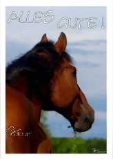 Postkarte Pferd Alles Gute
