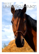 Postkarte Pferd - ungeschminkt