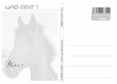 Postkarte Pferd - WAS GEHT?