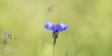 Plane/Banner KORNBLUME