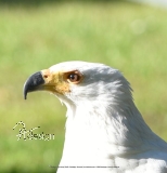 Motiv-Umhngetasche "Adler"