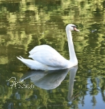 Motiv-Umhngetasche "Schwan"