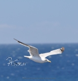 Motiv-Umh�ngetasche "M�we"