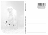 Postkarte Pferd "M?ne"