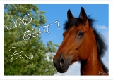Postkarte "Pferd - WAS GEHT? "