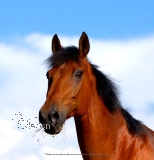 Motiv-Umhngetasche - "Pferd 03"