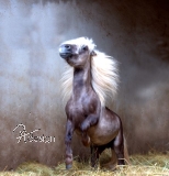 Motiv-Umhngetasche - "Pferd 01 - Mhne"