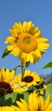 Sonnenblumen