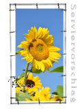 Plane/Banner SONNENBLUME