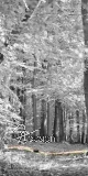 Plane/Banner HERBSTWALD [GEBRAUCHT]