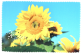 Glasreinigungstuch "SONNENBLUME + BIENEN"
