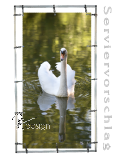 Plane/Banner SCHWAN