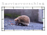 Plane/Banner IGEL