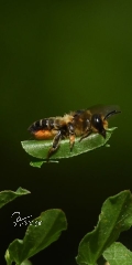 Plane/Banner BLATTSCHNEIDERBIENE [GEBRAUCHT]