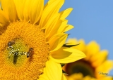 Postkarte Bienchen mit Sonnenblumen