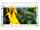 Plane/Banner  Biene + Sonnenblume [GEBRAUCHT]