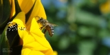 Plane/Banner Biene + Sonnenblume [GEBRAUCHT]